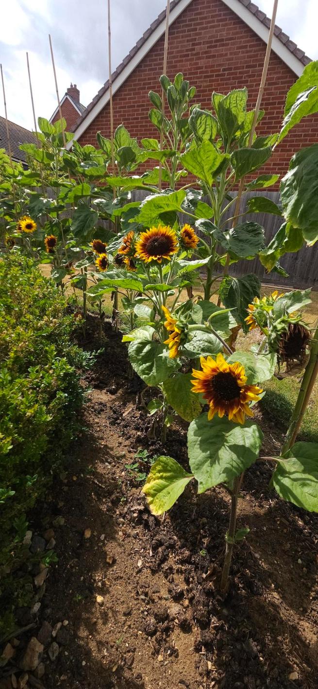 sunflowers planted in our garden