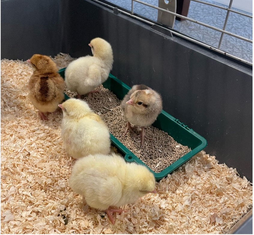 Chicks at Penrose Court