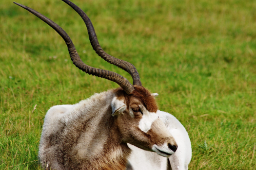 One of the animals at the safari park